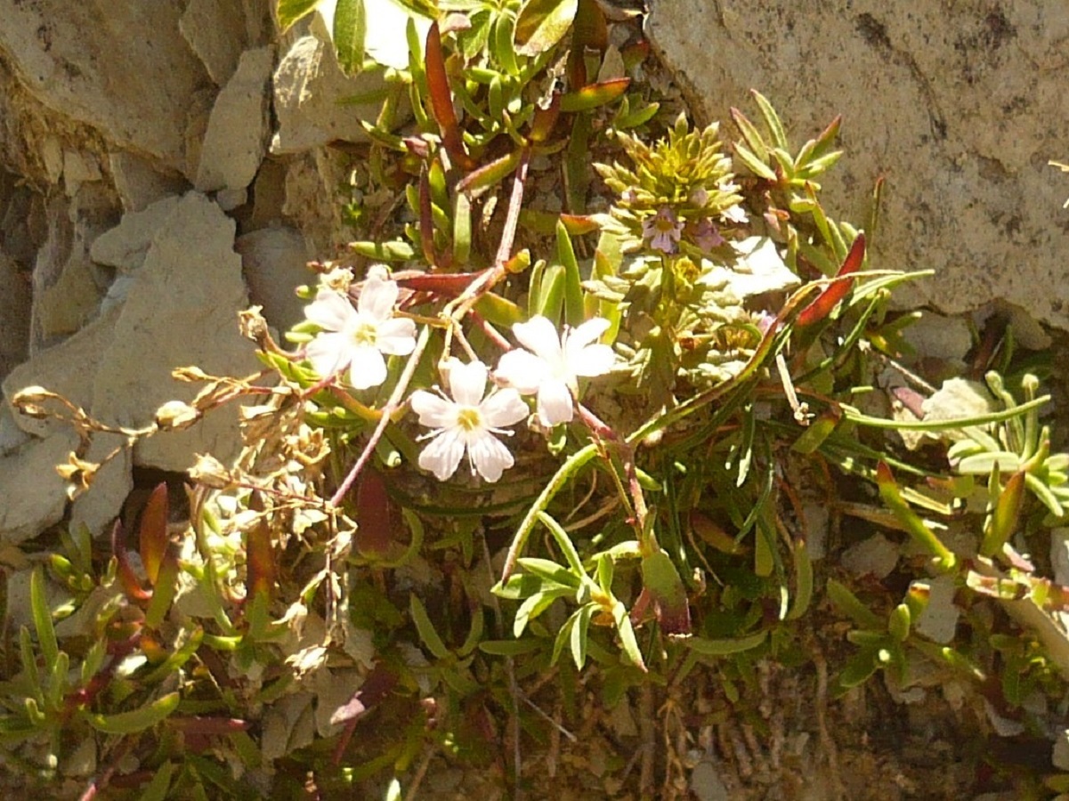 Gypsophila repens (Caryophyllaceae)